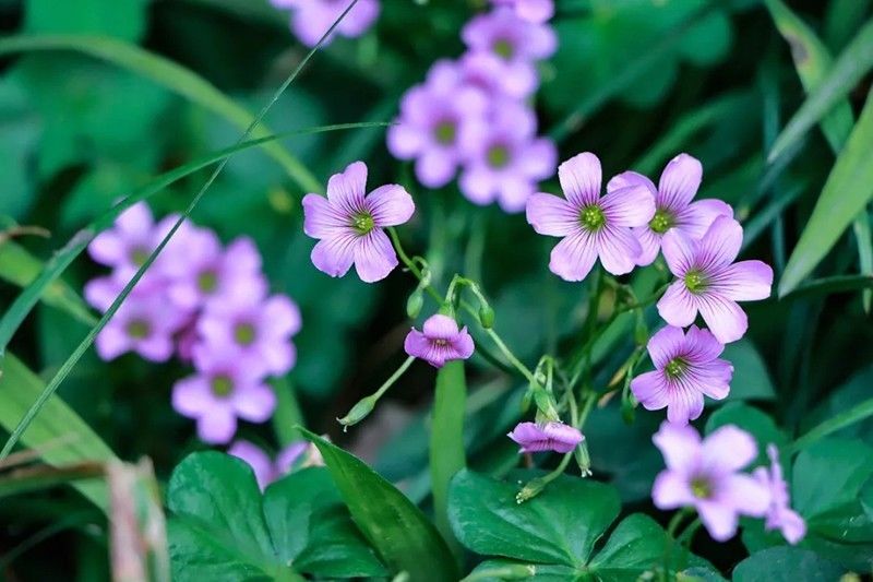 芳菲四月：把南充一中的春天送给你