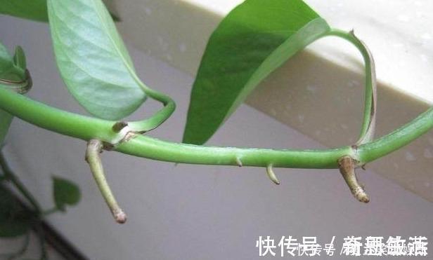 绿萝|绿萝的“小阀门”，打开后就疯长！叶子油绿，7天长成一大盆