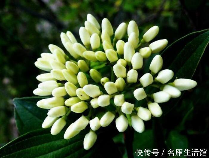 花友|茉莉花扔了吧此花一年开180天，四季飘香，说啥都要养一盆