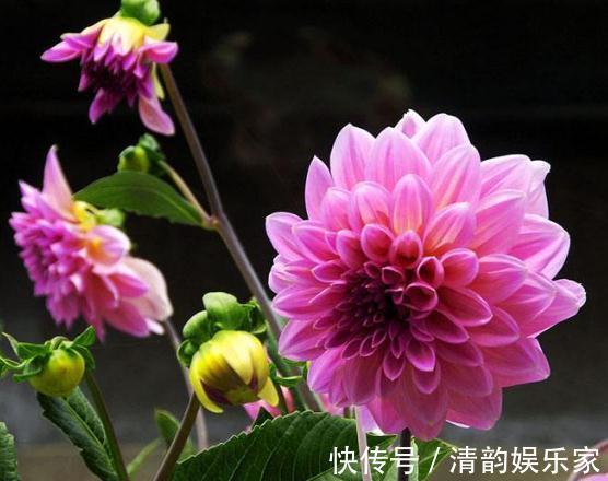 种花|家里“3种花”,一见光就开花,一年四季摆阳台,朵朵花开红艳艳