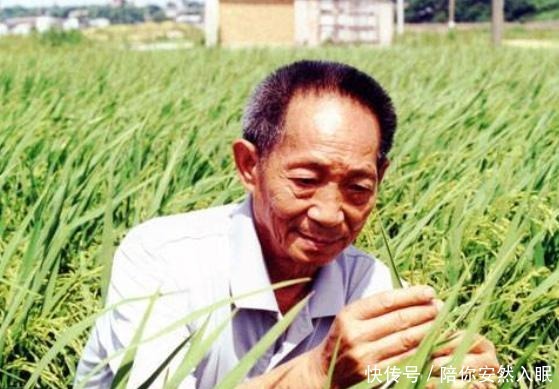 番薯|他冒死从国外偷回一根藤,让中国人口多了3亿,至今被人们纪念