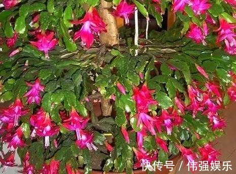 盆栽|嫁接、盆栽蟹爪兰该注意什么2步管理到位,茎叶嗖嗖花开不停