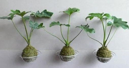 室内绿植种花不用盆，揉一个小球吊起来就让家里美翻