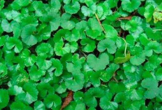 免疫力|女性常吃3种野菜,清热解毒、养颜祛湿,还增强自身免疫力!