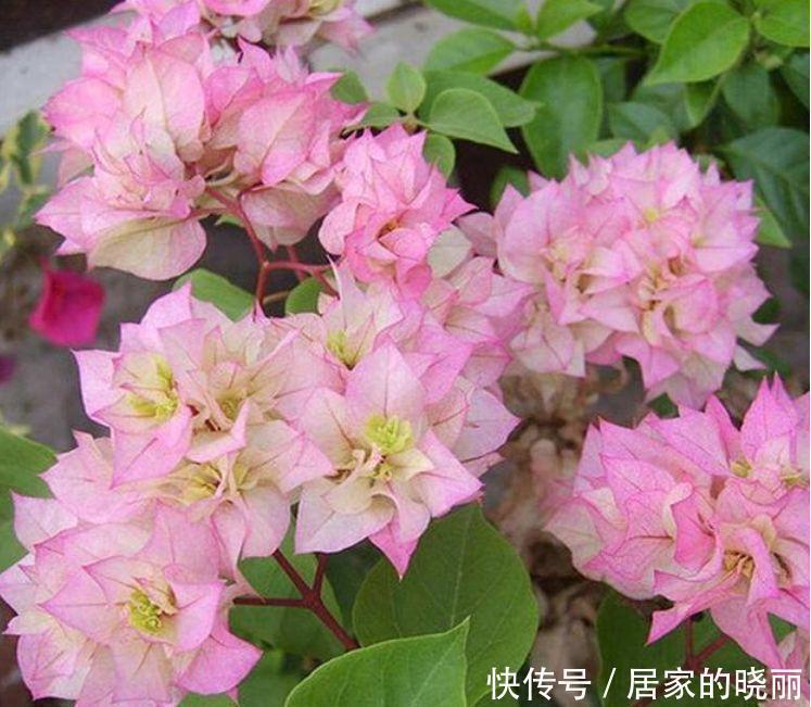 花色|家养这些植物,阳台开出花海,开花美长势旺,黄绿交辉,内敛美