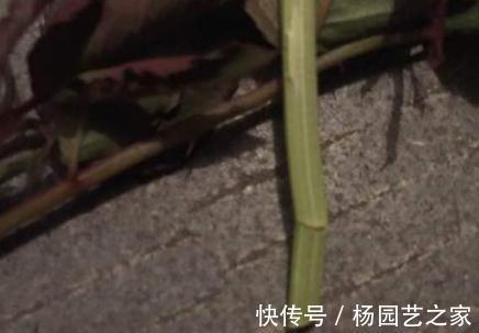 月季|月季的嫩枝垂头了怎么办，先别急着剪