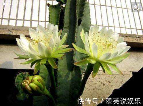 2种花再“丑”也要养，“镇宅”又助睡，难怪身体越来越健壮！