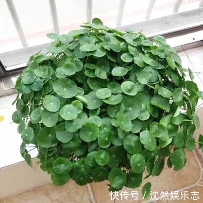 花花|夏天那些水培的花,可以往土里栽了,秋天坐等长爆盆!