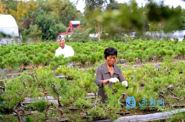 方武|图说丨小盆景带动大产业