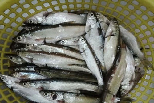 水域|夏季野钓不上鱼怎么办老钓友告诉你三招,夏季野钓上鱼多