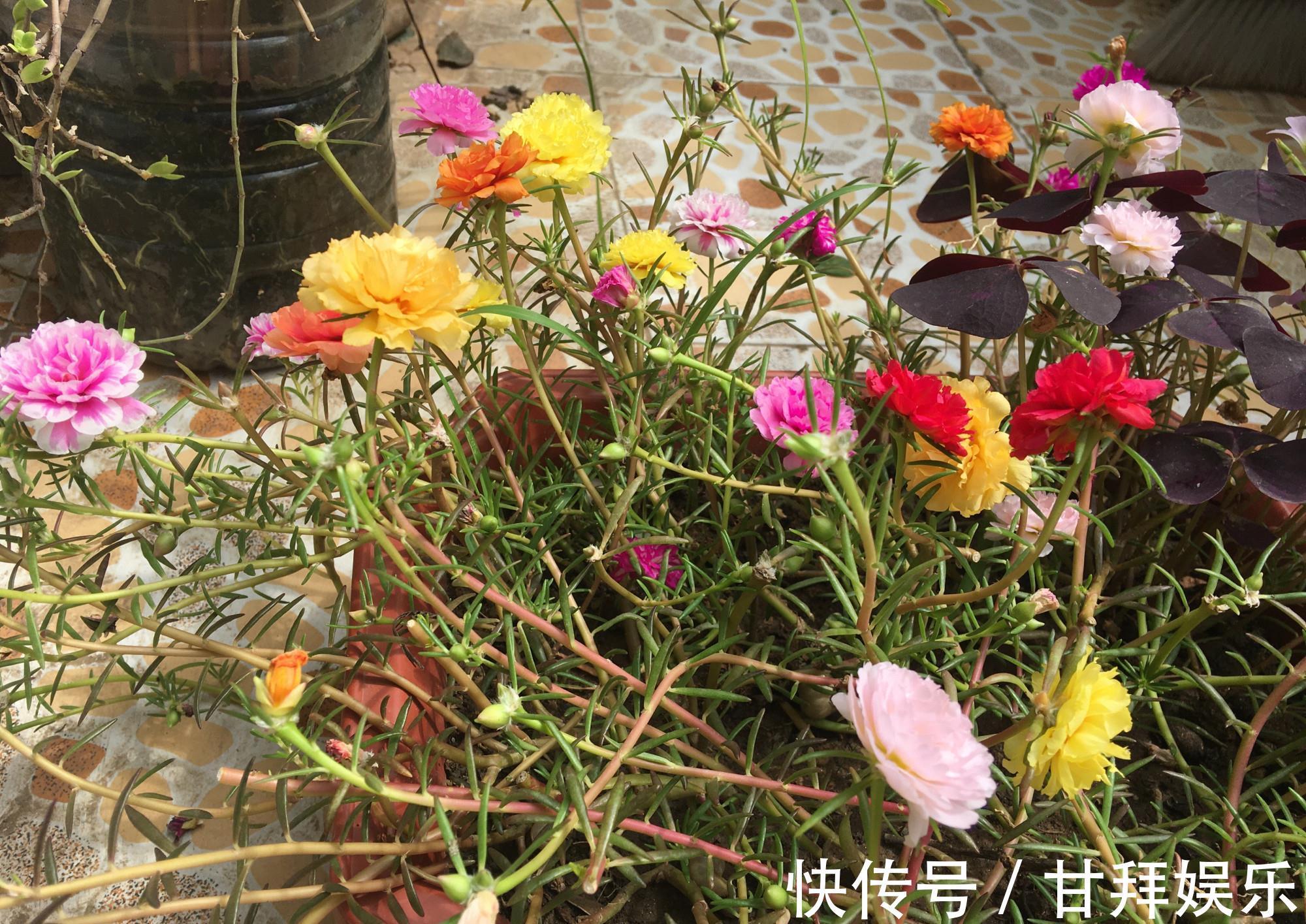 阳台|太阳花怎么过冬?用一种方法,顺利过冬,来年开花更多更美