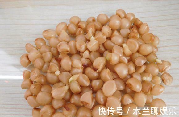 君子兰籽|30元买一斤“君子兰籽”，养1月“出苗”100棵，瞬间变“大户”