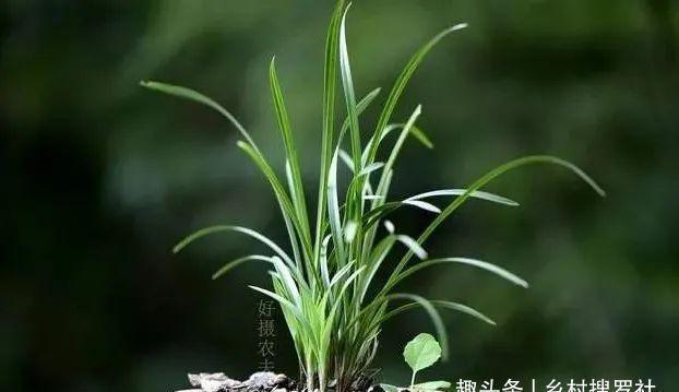 兰花通风的真正作用，烂根、腐苗、花苞霉变，都与之有关