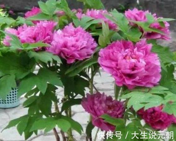 牡丹|4种旺运花,吉祥添富贵,谁见了都喜欢,第一种已经被迷住了!