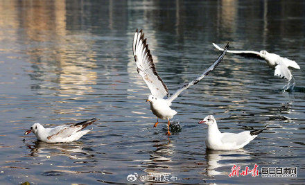刘家峡|鸥鸣黄河两岸 春日到刘家峡赏鸟正当时