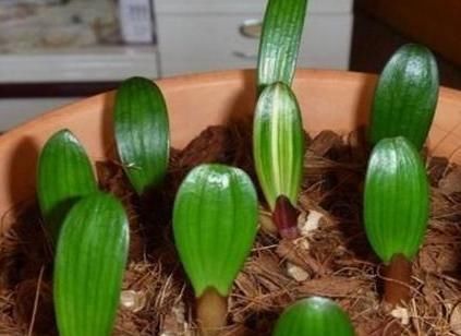 植物|怎么才能拥有天价盆栽君子兰?这么操作,一片叶子就够了