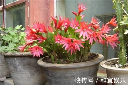 真昙花一次开一两朵,假昙花却能开100朵,怪不得都去抢这假货!