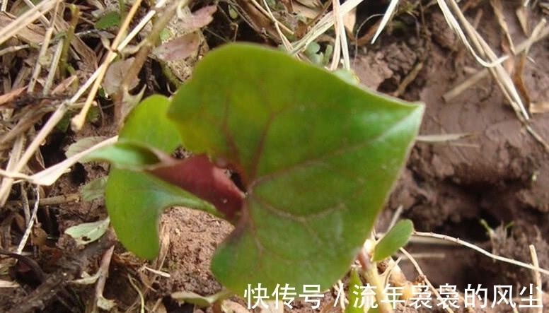 房前屋后|一种野草天生带“臭味”,它有人喜也有人厌,能吃还有珍贵大用处