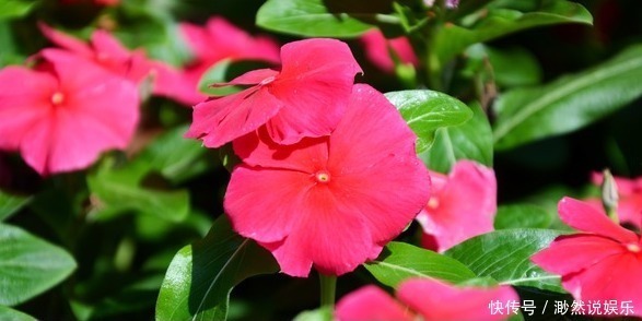 一叶兰|5种适合懒人养的几种盆栽,一月不管也能活,花开好养还爆满