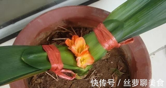 4年都不开花的君子兰，没花一分钱，我让它开花了