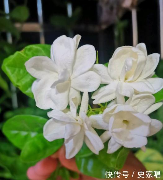 茉莉花浇水,牢记这8个字,春润,夏湿,秋干,冬少