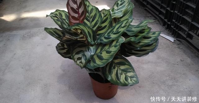 孔雀竹芋喜|孔雀竹芋、猫眼竹芋名字像、长得像,养护方法不同,不可混为一谈