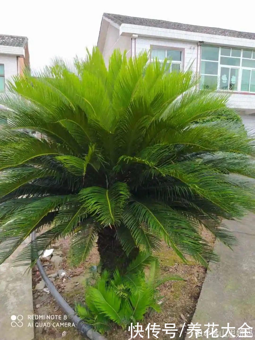 农村当柴烧的花，原来可以当盆景，给一千块也不卖