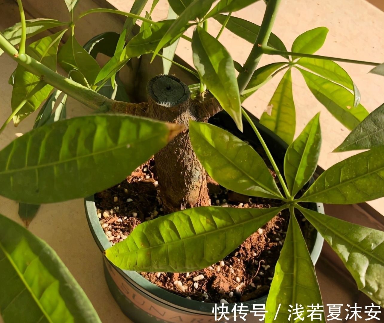 盆栽|记住这几个小窍门，发财树盆栽一年四季枝肥叶壮，越来越好！