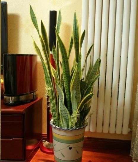 这10种花超级怕冷,再不搬进屋,小心只剩下盆了