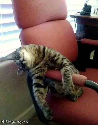 |搞笑图片幽默段子笑话哈哈哈,这只猫咪仿佛失去了灵魂一样