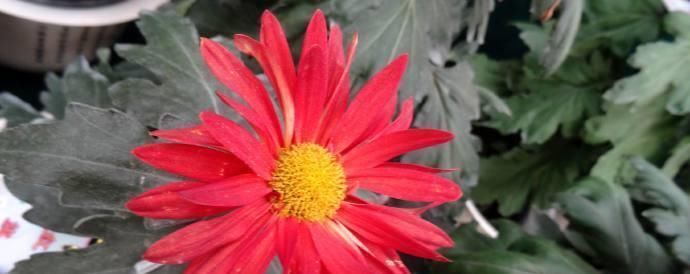 红光|喜欢菊花的话,养花罗的优秀名字菊花就行了桃子像吐红霞一样,红光要掉下来了欣赏