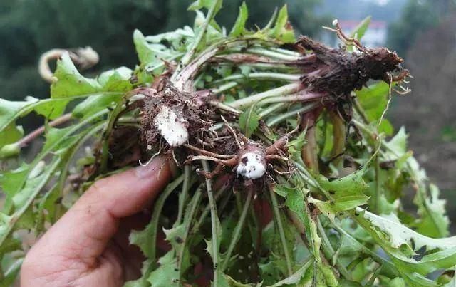 低血压|蒲公英与它是“绝配”,坚持泡水喝一个月,身体会“感激你”