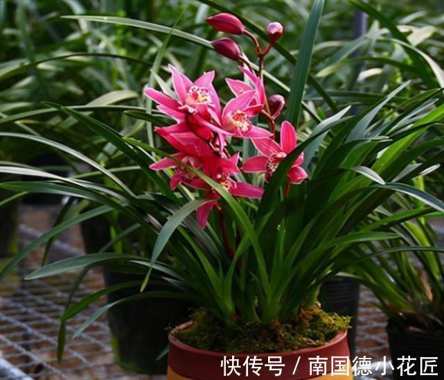 兰花|秋天兰花生长进入关键期,3件事可不能偷懒,不然花量减半长势差