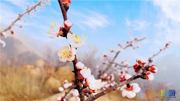 万亩桃花！北京这个地方已经美出天际了，假期去正好！