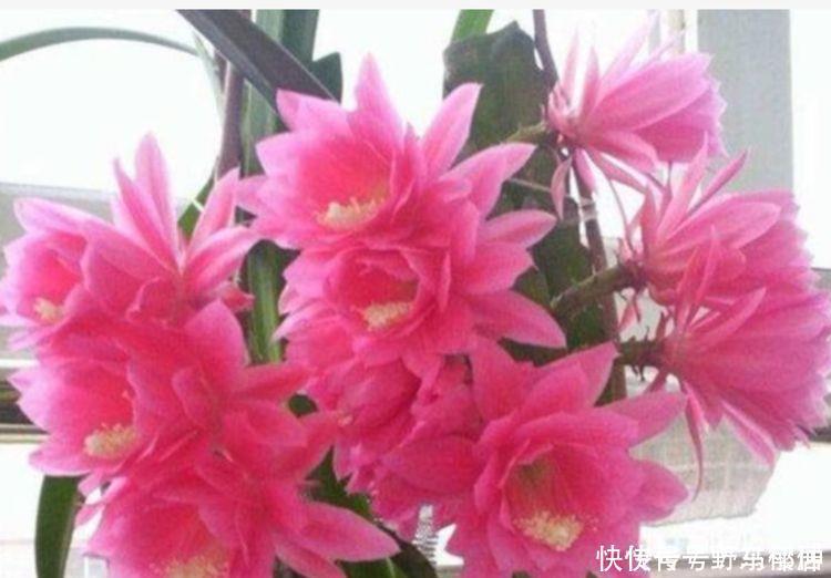 花朵|比香水还好闻的花,花朵漂亮又好养,满屋子飘香,心情好