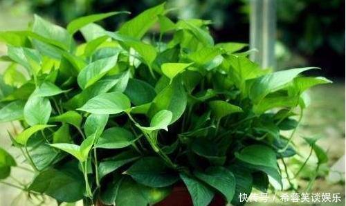 养绿萝,别忘加点这种“料”,叶片不黄,新芽猛窜,一个月就爆盆