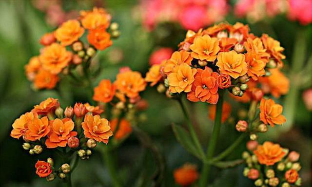 换盆|想给长寿花换盆，避开这个“时间段”，枝繁叶茂，快速恢复开满花