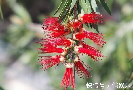 家养“串钱柳”,花开一串串,花色“红如火”,盆盆吊满花