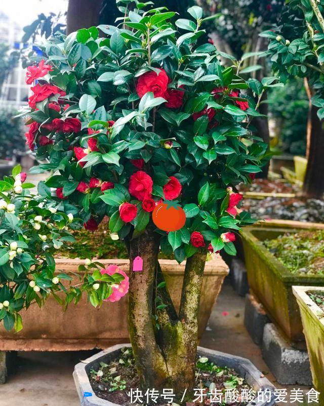 五种“大老桩”却要小盆养，用对盆，少管多晒更利于生长