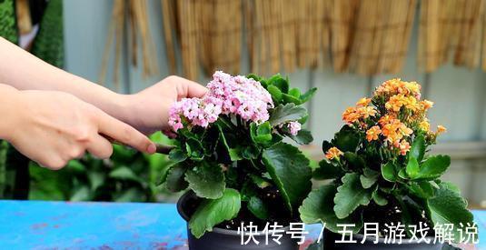 花卉|用酵母粉养花,让花卉长得更加茂盛,叶子也更加有光泽