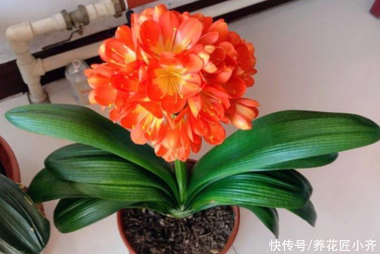 叶片|秋天养君子兰,做好3件事,植株长得旺,让它快速抽花剑