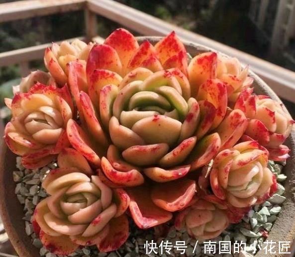 精品|8种莲花座多肉,每一种都是精品,看一眼就入坑了,你养过几种?