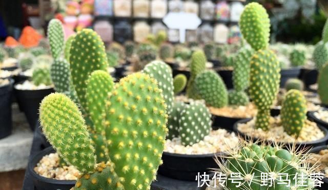 这五种“花卉”都是懒人花,每月浇水一次,不会烂根,远离黄叶