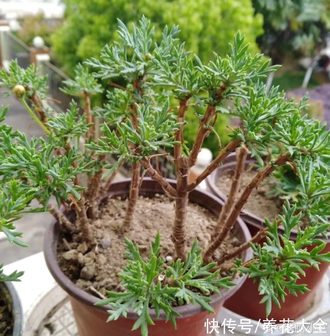 9种花,夏天休眠了,一定少浇水,否则越浇越死