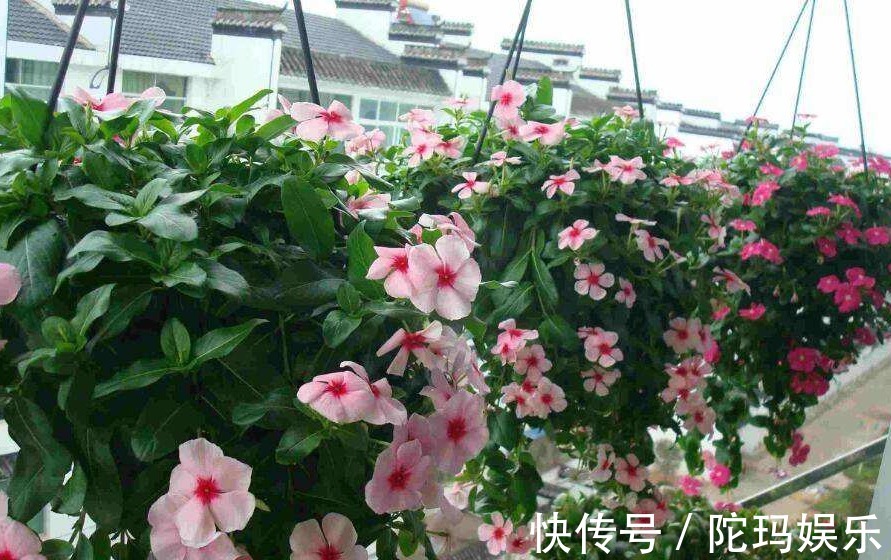 豆渣肥|此花，“懒”得越狠，爆盆越快，养上10年没问题，只需4点稍加注