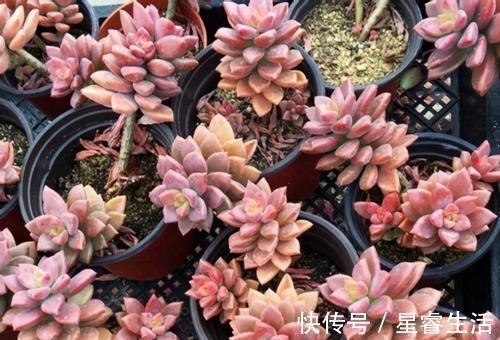 阳台上|怎么养多肉,才能与众不同,叶子水灵灵、红彤彤?