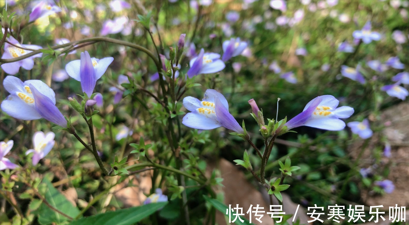 脓泡药|中药材通泉草认识吗,农村地里常见,不认识当成杂草太可惜