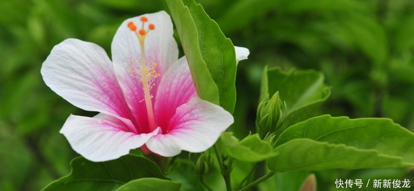 太阳花|夏天养这几朵花,满屋飘香再也没有异味,花开“爆满盆”