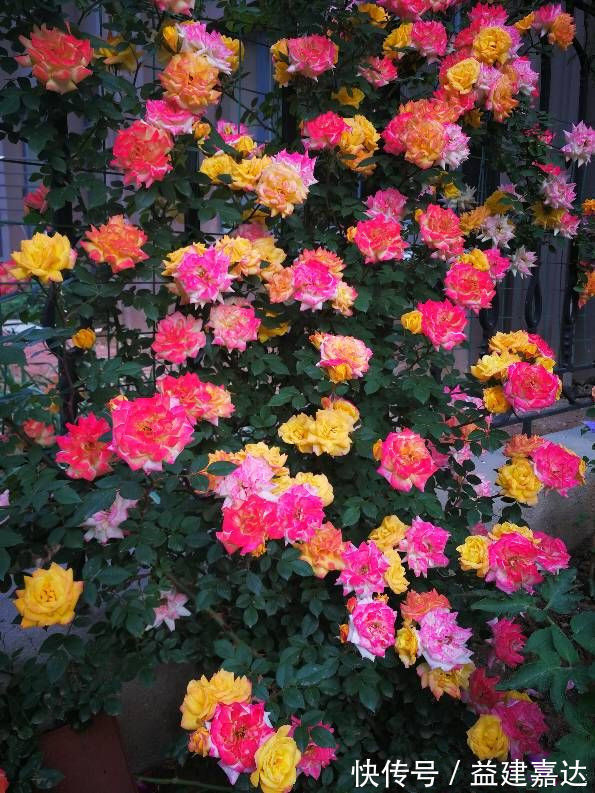 花海|家养这些植物,阳台开出花海,个个好养、开爆盆,养成瀑布