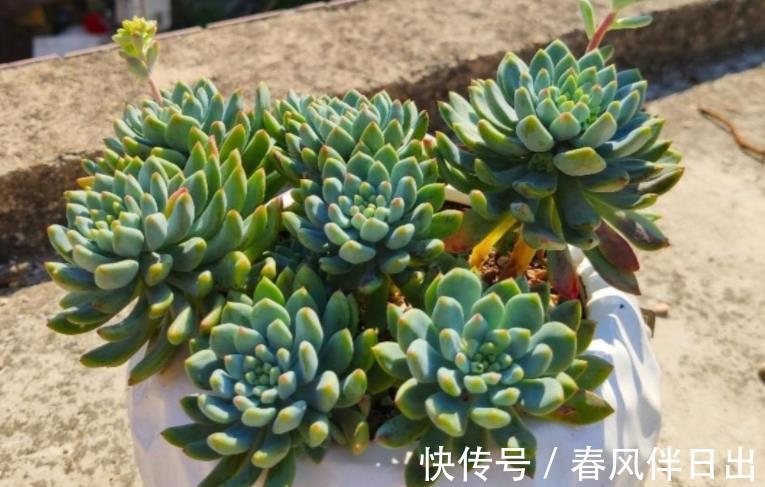 叶子|夏季天热,多肉易黑腐化水?别着急,学会这些问题统统能搞定